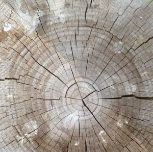 wood crack repair timber section